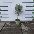 Levanduľa úzkolistá (Lavandula angustifolia) ´HIDCOTE´ - výška 30-50 cm, kont. C1,5L - NA MINI KMIENKU